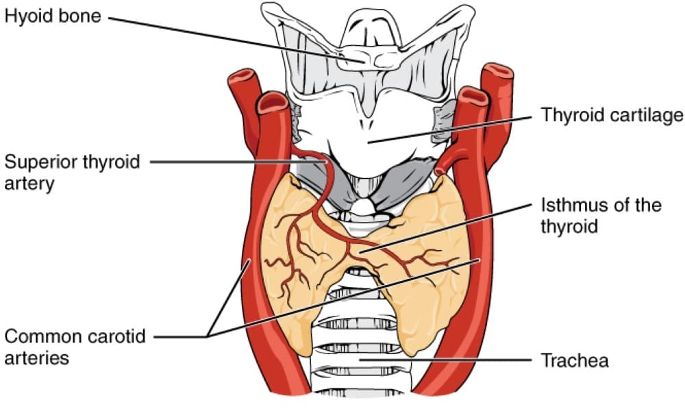 Diagram showing thyroid gland anatomy and common mass locations